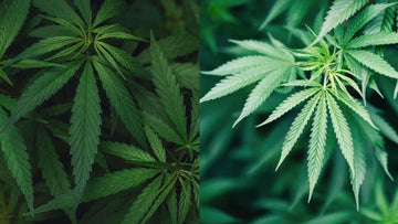 Cannapaceus pluoštinė kanapė ir marihuana