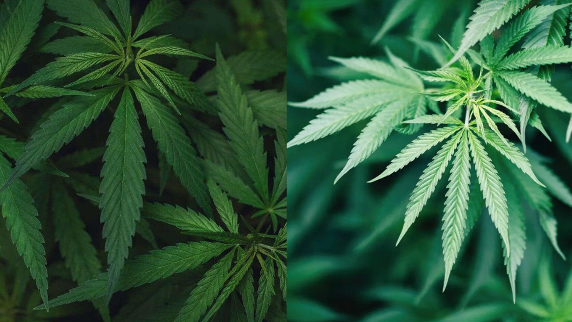 Cannapaceus pluoštinė kanapė ir marihuana
