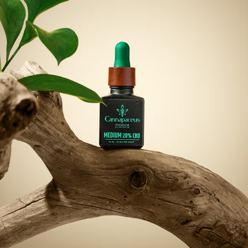 Cannapaceus CBD aliejus 20% – stiprus pilno spektro kanapių aliejus, natūralus ir be THC, išgautas CO₂ metodu