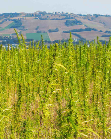 Cannapaceus pluoštinių kanapių laukai Italijoje.